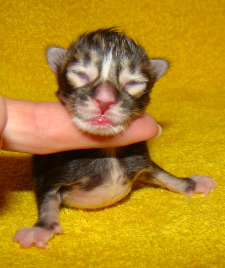     Catsvill County!   !    !       !!!    Catsvill County +7-926-544-74-09     .   ,   ,   ,    ,   ,  ,     ,   -,    ,   !
